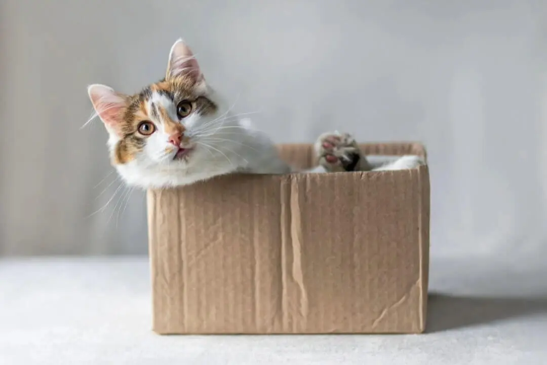 Jämför och byt kattförsäkringar