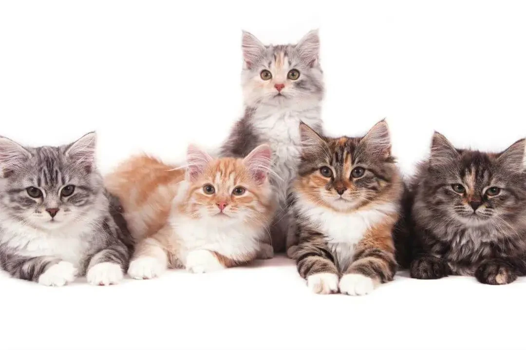 Kattförsäkring på Compricer