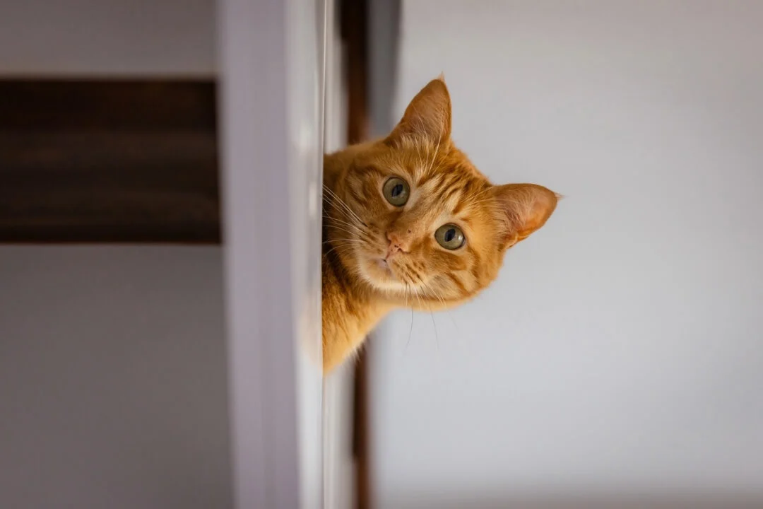 Välja och teckna kattförsäkring