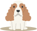 cocker-spaniel