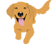 golden-retriever