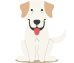 labrador-retriever